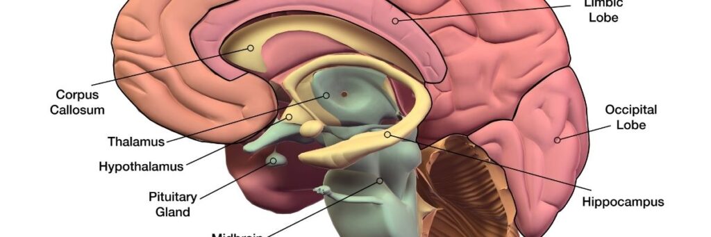 İş Hayatında Beyin Sağlığı